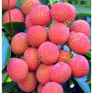 Litchis Île de la Réunion